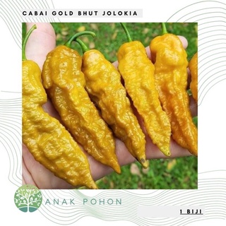 Hạt ớt gold bhut jolokia hạt giống ớt - nhập khẩu 15h hạt giống nhập khẩu