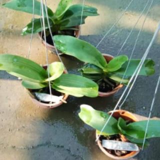 Ngọc điểm/đai châu lá mít