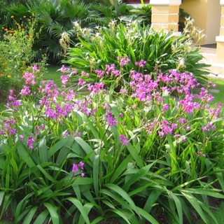 1 Khóm Lan Chu Đinh tím