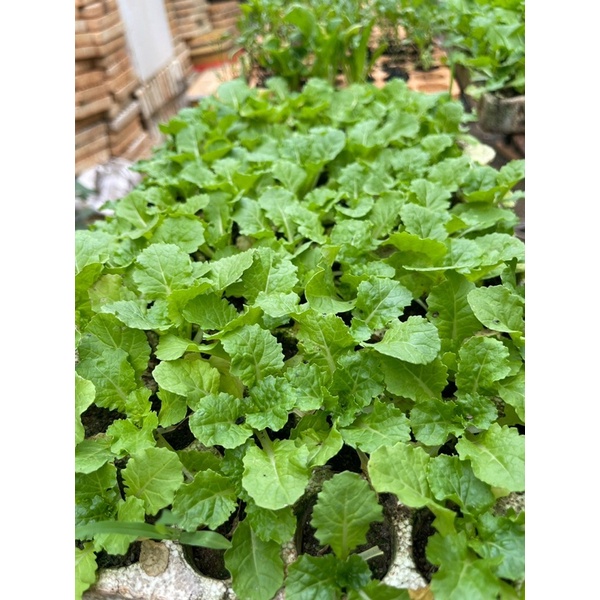 Combo 10 cây con Bẹ Dún