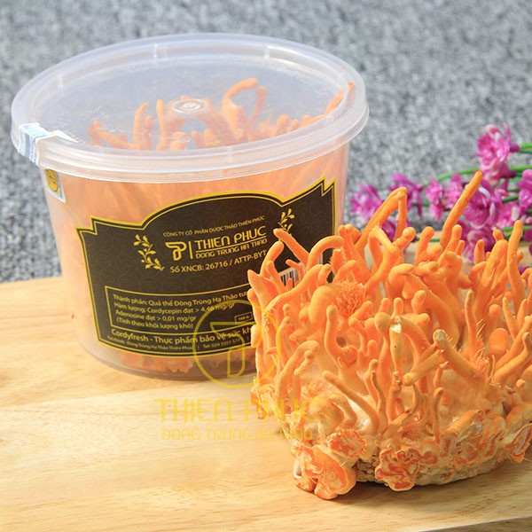 Đông trùng hạ thảo Thiên Phúc 3 hộp cây tươi 120gr