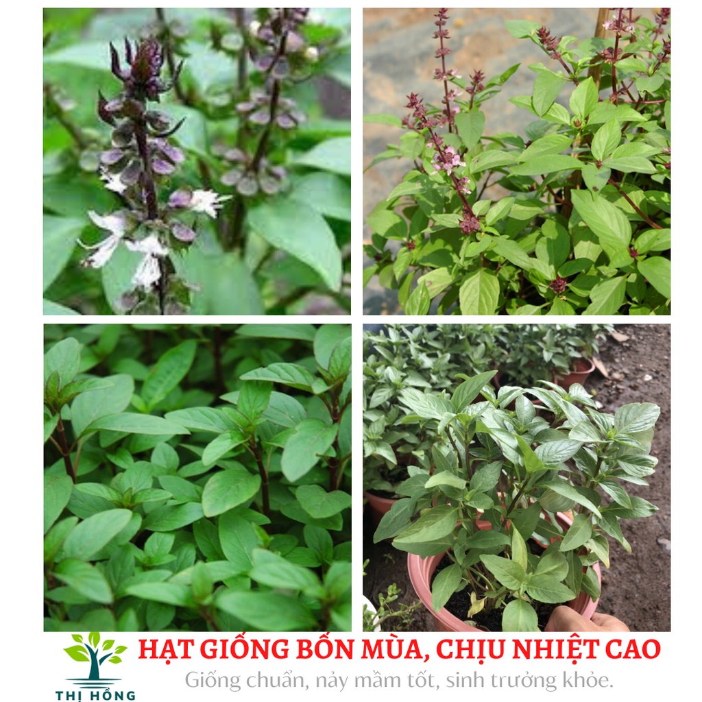 Hạt giống húng quế .