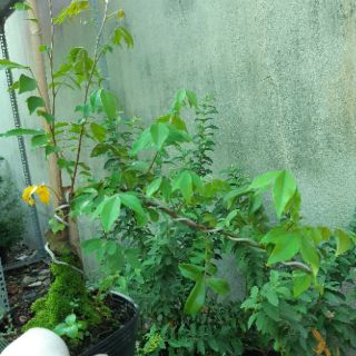 Cây khế bonsai mini dáng đẹp