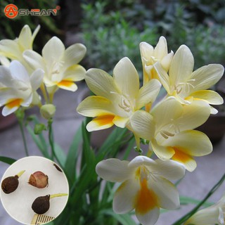 Củ giống hoa lan nam phi hoa màu trắng ( 1 củ tặng kèm 1 viên nén ươm củ)