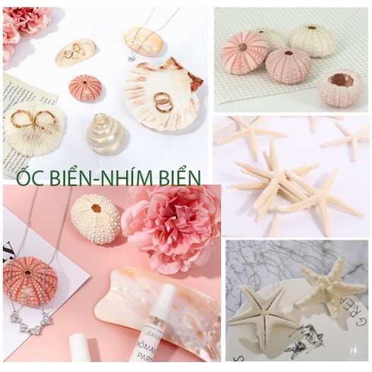 Vỏ ốc biển, Nhím biển, Sò Điệp Trang Trí Chụp Ảnh