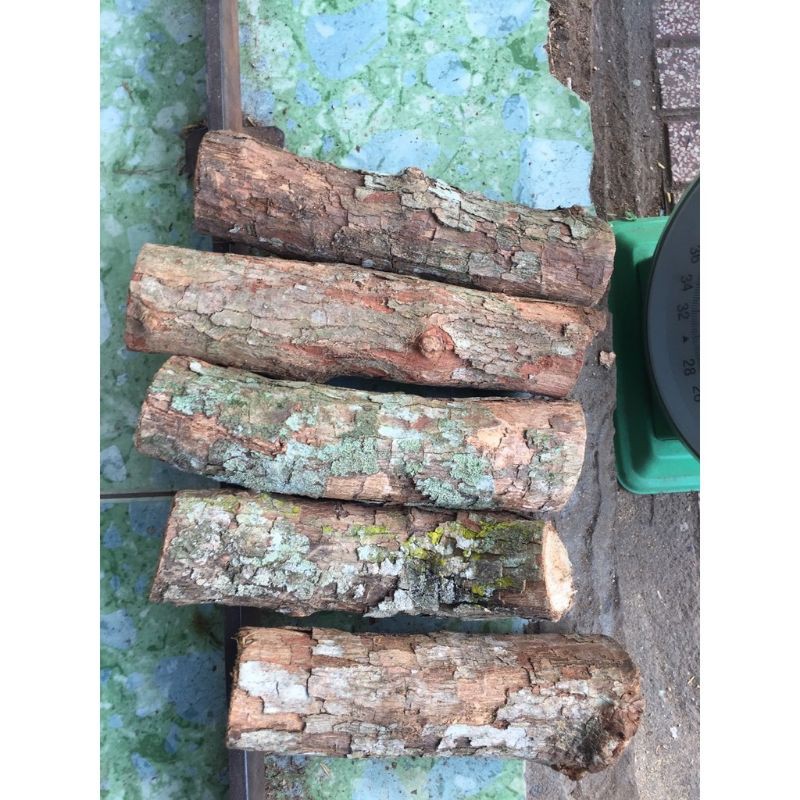 GỖ VÚ SỮA ĐỂ TRỒNG LAN ĐƯỜNG KÍNH 4 - ĐẾN 6 CM