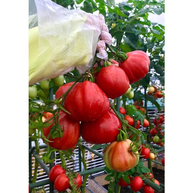 Cà chua múi lê khổng lồ Nga