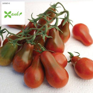 Hạt giống cà chua lê quả đỏ gói 30 hạt