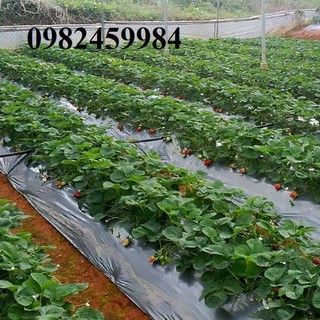 Màng phủ nông nghiệp 0,7x400x15mic Nặng 4.5kg Xuất xứ tại Việt Nam