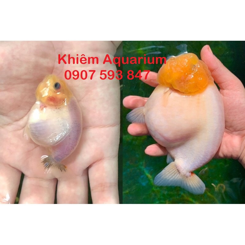 ]Cám cá vàng BESSN HẠT CHÌM thêm tảo xoắn Spirulina, tăng size, lên màu, hỗ trợ tiêu hóa