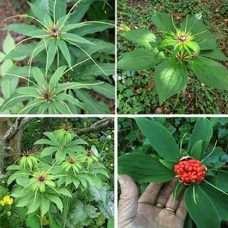 Hạt giống thất diệp nhất chi hoa giá rẻ