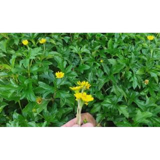 Combo 5 Cây giống sài đất dược liệu
