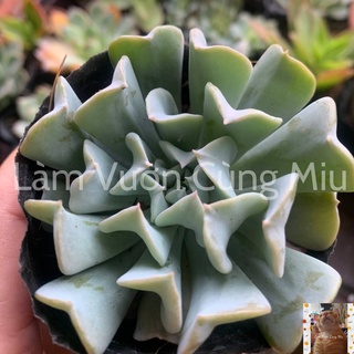 Sen Đá Cúc Trắng 🌼🌼🌼 - Size Bầu - Trung