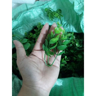 Cỏ điểm lạng (trộn lộn xộn)