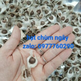 hạt chùm ngây(2 hạt)