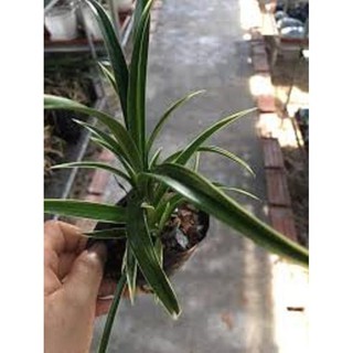Sản phẩm ĐỊA LAN LÁ BIÊN đột biến- hàng gửi đi nguyên châu, hoa đẹp, hàng hiếm + Tặng (0,3kg) phân hữu cơ cao cấp