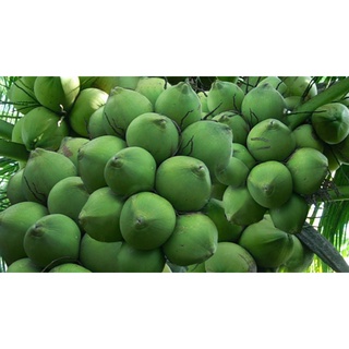 Cây dừa xiêm dứa lùn giống