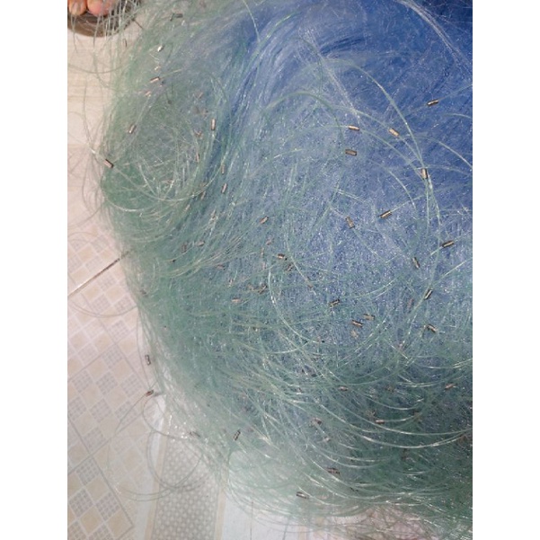 Lưới 1 màn giăng bắt Cá Rô, Cá Sặc, Cá Lòng Tong