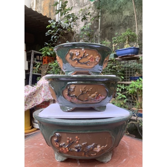 Chậu tròn trồng cây bónsai  - chậu tưs cảnh