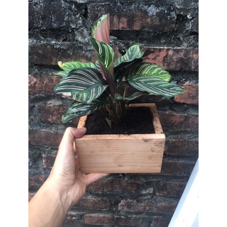 Cây đuôi công chậu gỗ thông