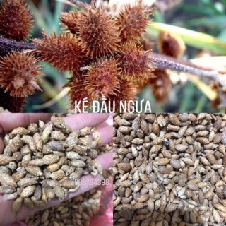 Ké đầu ngựa khô sạch 1kg ch ữa đau khớp mụn nhọt