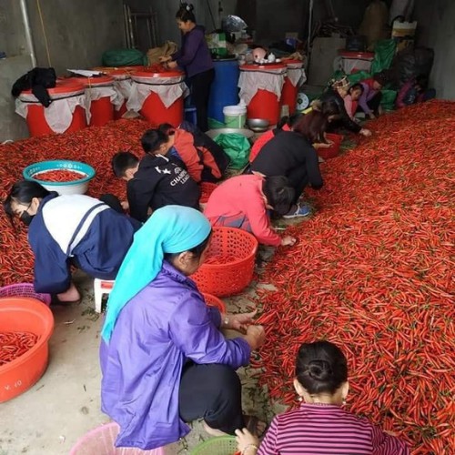 Tương ớt Mường Khương tương ớt siêu cay nhé chuẩn đặc sản Lào Cai có một không hai (chai 500ml)TOMK01