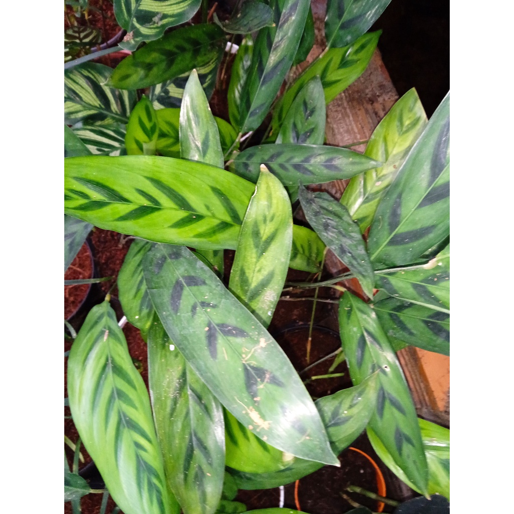 Cây đuôi công vân xanh lá dài