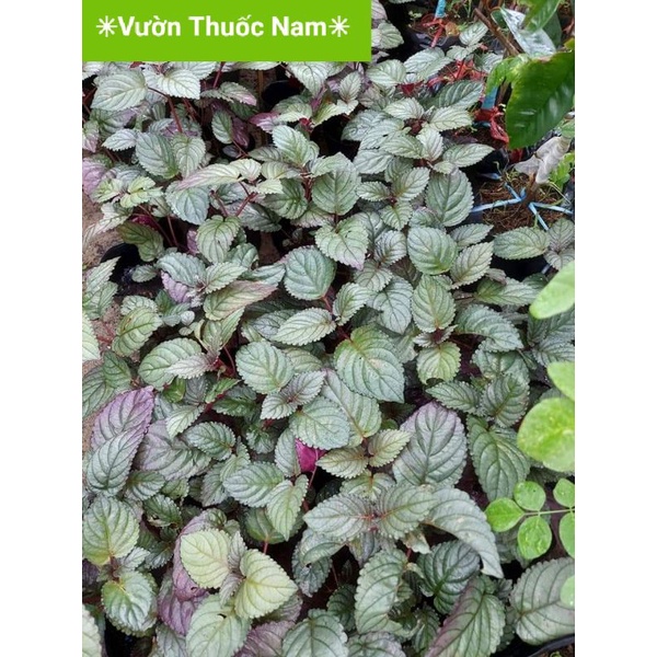 Cây bán tự cảnh cây nấu trà dr Thanh nước mát