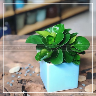 Cây trường sinh mini để bàn