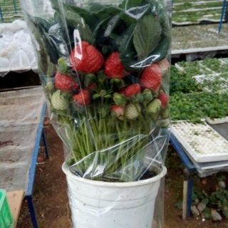 Cây giống dâu tây chịu nhiêt combo 5 cây
