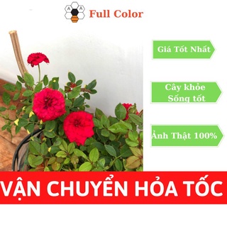 Hoa Hồng Tỉ Muội đang nụ, hoa, cây trồng sân vườn, balcon, cho hoa quanh năm, trang trí tết.
