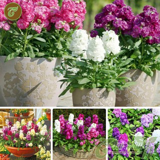 Hạt giống hoa hoàng anh nhiều màu - Gói 50 Hạt