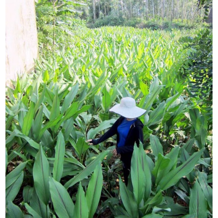 Combo mầm nghệ cho khách