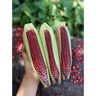 Hạt Giống Ngô (Bắp)Tím Nếp Lai Rocket Hai Mũi Tên 50g/gói - Sinh Trưởng Mạnh, Bắp Trái To, Hạt Nhiều,  Ăn Ngon Ngọt