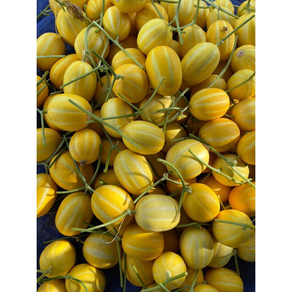 Dưa lê hàn quốc ruột cam Won Yeong nảy mầm 100% có gói 34, 68 hoặc 102 hạt