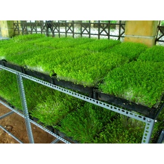 Hạt Giống Rau Mầm Cải
