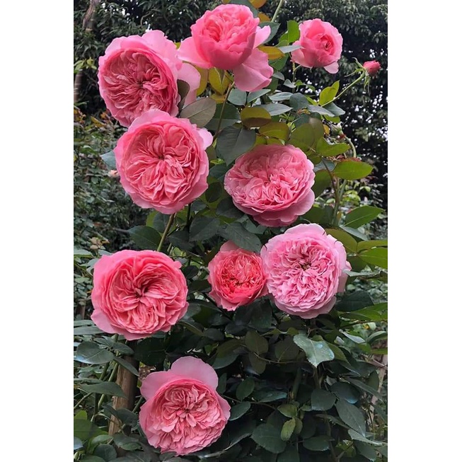 Hoa hồng ngoại Carey rose – Giống hồng cắt cành độc đáo, cuốn hút- Vườn Hoa Melinhrose