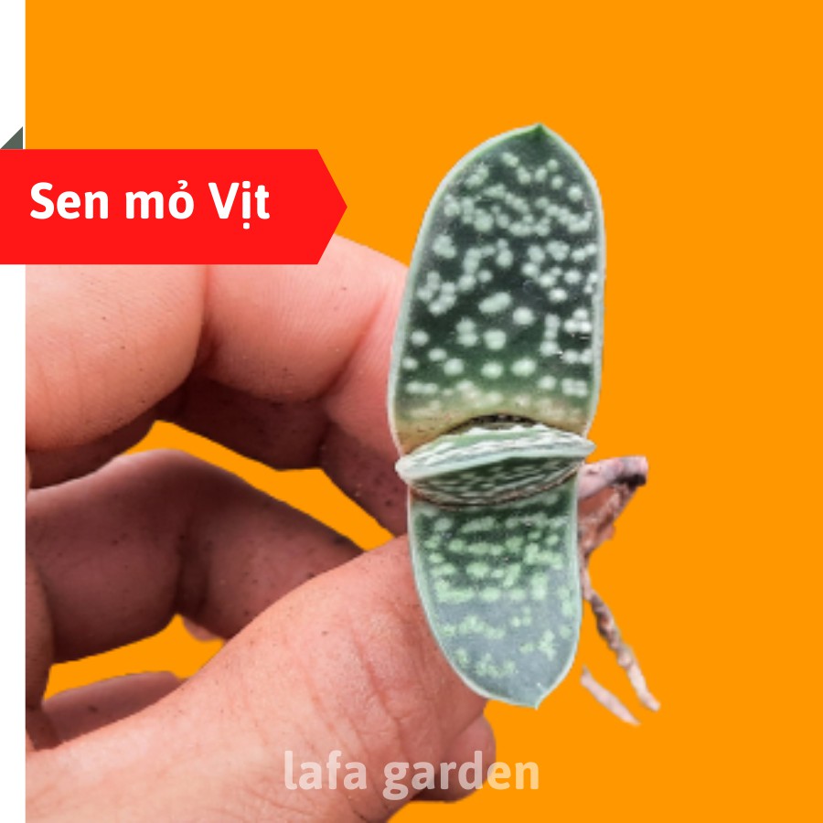 Sen đá mỏ vịt, cây sen đá mỏ vịt giống đẹp LAFA GARDEN