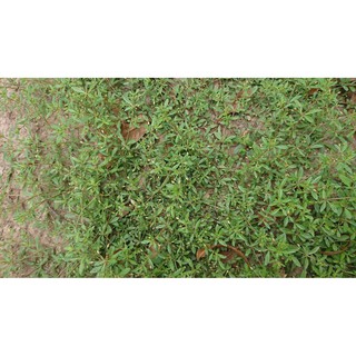 Hạt giống rau đắng đất (Gói 0.1gram)