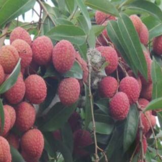 Cây vải thiều giống