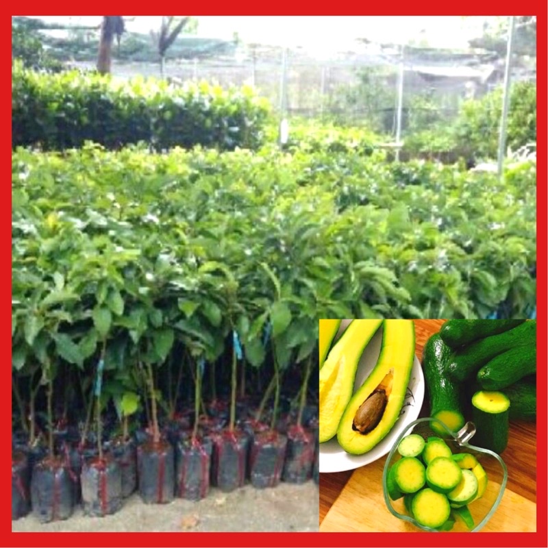 Cây giống bơ 034 quả dài hạt nhỏ cơm vàng.