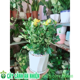 Chậu cây hoa hồng màu vàng