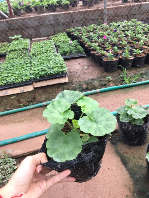 Cây Phong Lữ Đứng - Tiệm Cây Mầm Non