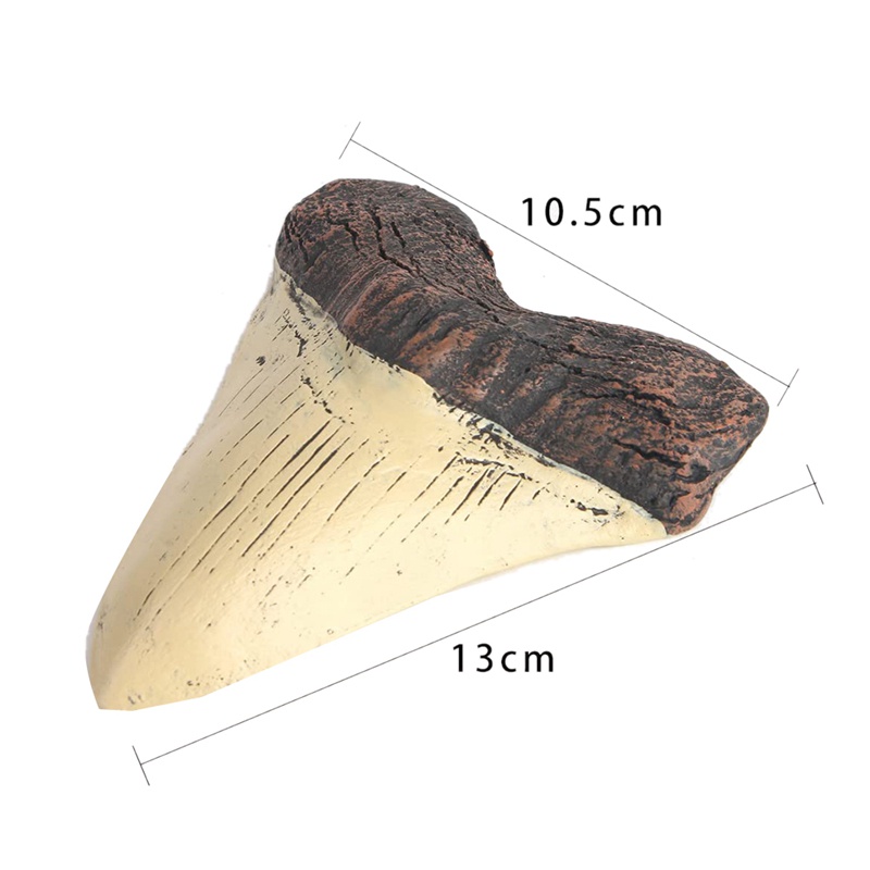 Răng Cá Mập Megalodon Bằng Nhựa Resin