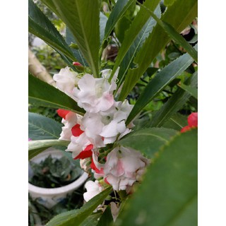 Gói 50 hạt hoa móng tay kép, nảy mầm 100%