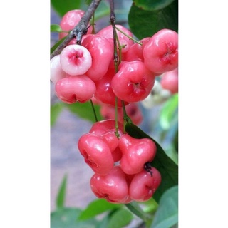Cây 🌲 Mận Hoàng Yến