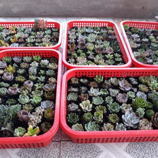 Combo sen đá (8k /1 cây rổ 50 cây) 400k đủ loại
