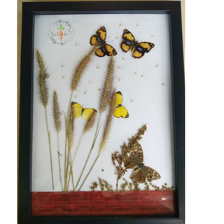 Tranh hoa bướm khô(tranh treo tường, tranh handmade ảnh chụp 100%..)