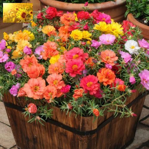 Hạt Giống Hoa Mười Giờ Mỹ Kép Mix Nhiều Màu  - MUA 3 TẶNG 1 CÙNG LOẠI