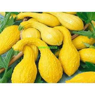 Gói 5 Hạt Hạt Giống Bí Thiên Nga